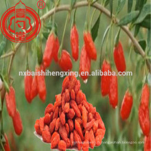 Ningxia goji berry dans les fruits secs en vrac baies de goji gros goji berry à vendre